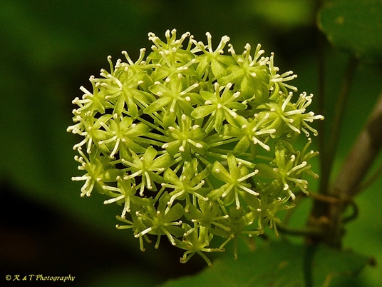 {Smilax herbacea}